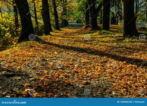 Gold Autumn Scenery In A Forest With The Sun Casting Beautiful Rays Of