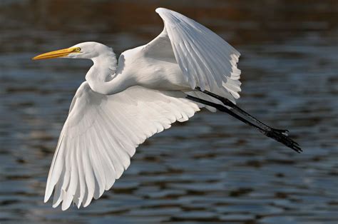 Great White Egret Photography In Flight Fishing And Playing Birds