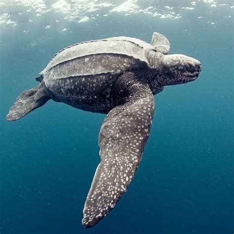 Leatherback Sea Turtle Leatherback Turtle Turtle Sea