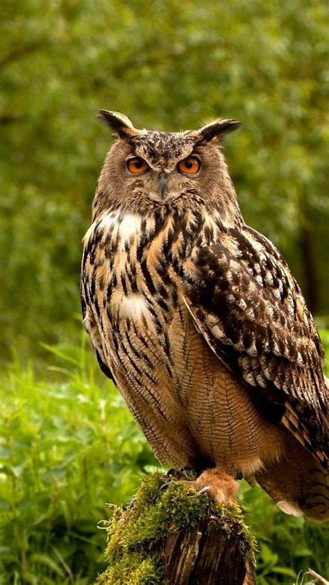 Owlbirdsgrassherbspredator66491640x1136 Vadaka1986 Flickr