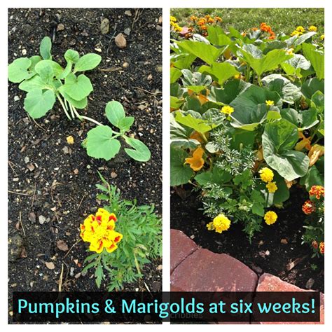 Marigolds And Vegetables Experiment Update Garden Sanity By Pet