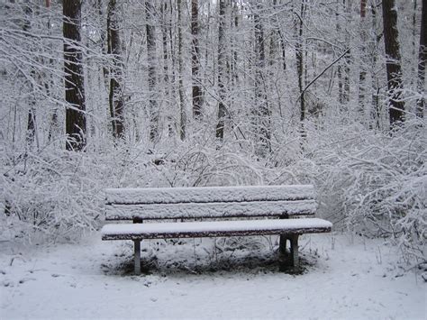 Bench In Winter Forest Free Photo Download Freeimages