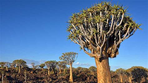 South African Trees 8 Impressive Ones You Must See Shamwari 2022