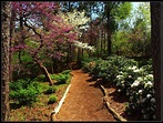 Nichols Arboretum | Spring in arboretum in Ann Arbor, MI, US… | Rantes ...