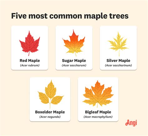 What Does A Maple Tree Look Like The Types Of Maple Trees