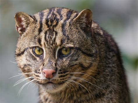 Get To Know The Serval Cat The Most Popular Exotic Pet Cat And 10