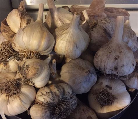 Of course, it doesn't last forever, but you can easily keep a few bulbs around without worrying they will rot. How To Grow Garlic This Fall - Simple Methods To A Great Crop