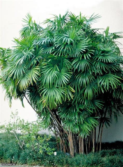 Whether a palm can survive a period of cold depends on many things. Lady Palm (Rhapis humilis) H 5-10' W 5-10', very slow ...