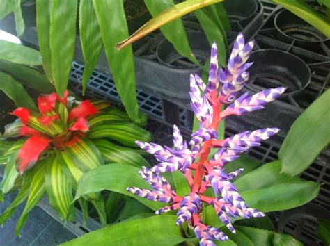 Heyplantman Exotic Tropical Plants From St Pete Fl