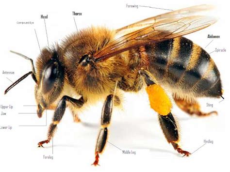 Honey Bee Body Parts Anatomy With Picture
