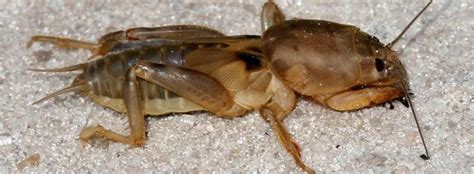 Mole Cricket Damage Bioadvanced
