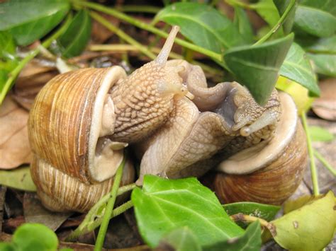 Filecopulating Burgundy Snails Wikipedia