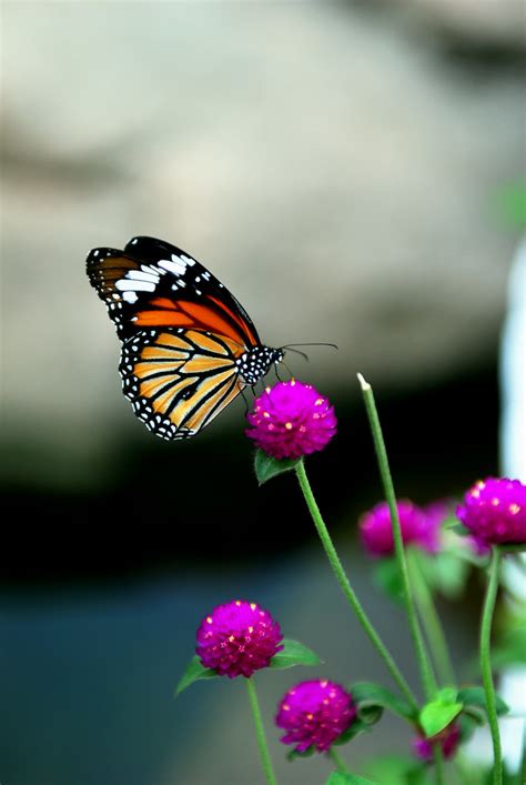 Butterfly Hong Kong Park Admirity Hong Kong Nikon D80 Flickr