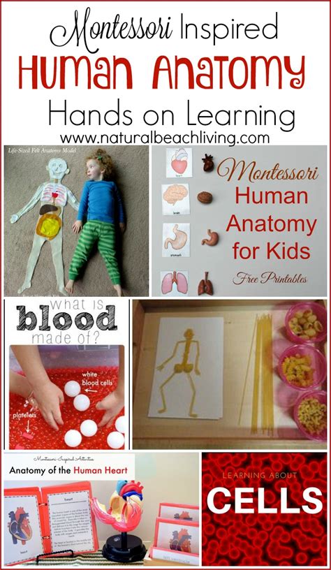Montessori Human Anatomy Activities With Free Printables Natural