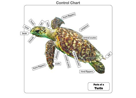 Montessori Materials Parts Of A Turtle Puzzle Elementary