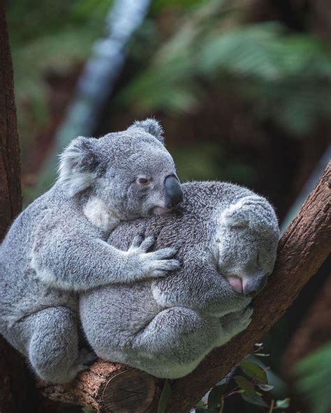 Pair Of Koalas Hugging Rbadassanimals