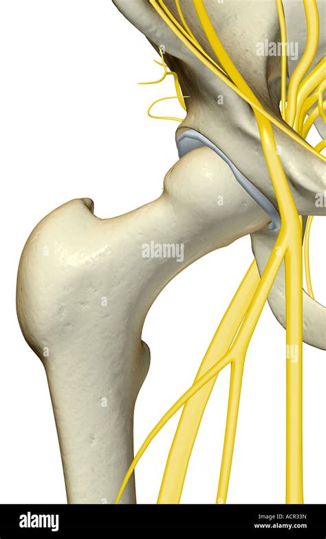 Nerves Hip Hi Res Stock Photography And Images Alamy