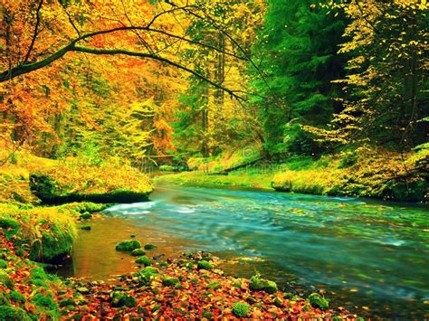 Autumn Landscape Colorful Leaves On Trees Morning At River After Rain