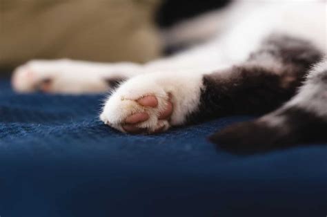 Do Horned Paws Hurt Cats And How To Be Sure