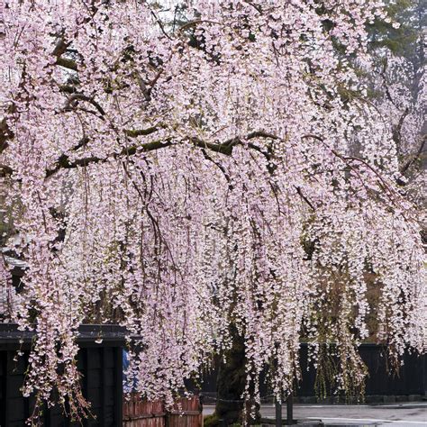 Home And Garden 10 Dwarf White Weeping Cherry Tree Seeds