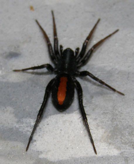 Black Spider With White Spot On Back Australia Connecticut Woman