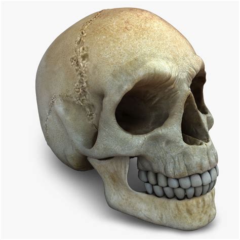 Realistic Skull 3D model | CGTrader