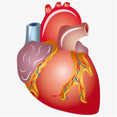 Heart Clipart Images Body And Other Clipart Images On Cliparts Pub