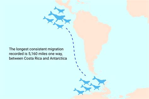 The Humpback Whales Migration To Central America