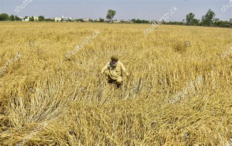 Farmer Inspecting Wheat Crops That Were Editorial Stock Photo Stock
