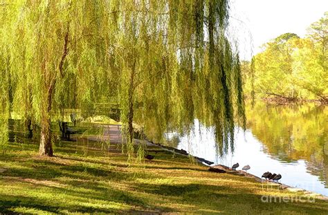 Weeping Willow Tree Photograph By Minnetta Heidbrink