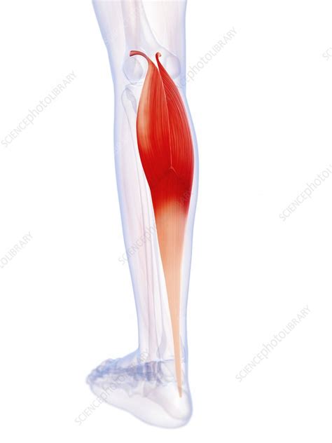 Human Calf Muscle Artwork Stock Image F0095743 Science Photo