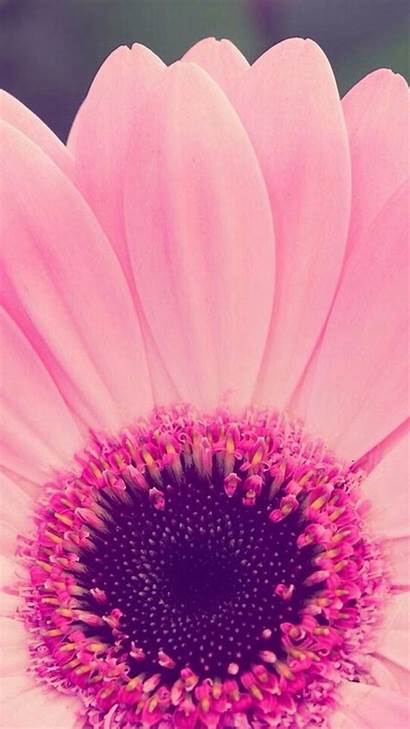 Girly Flower Wallpapers Phones Iphone Backgrounds Background