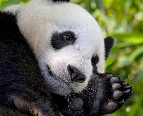 Panda Cam Archive San Diego Zoo