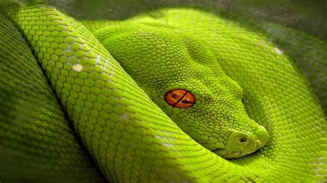5 Most Dangerous Snake In The World Youtube Riset
