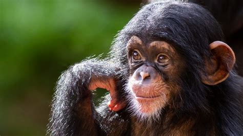 Chimpanzees Make Sounds Like Human Babies As They Learn To Speak Study