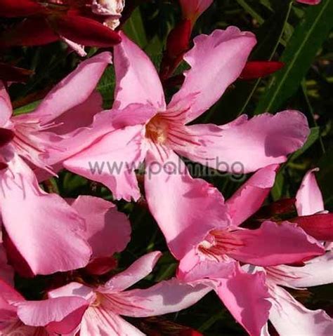 Nerium Oleander Magaly Oleander Light Pink