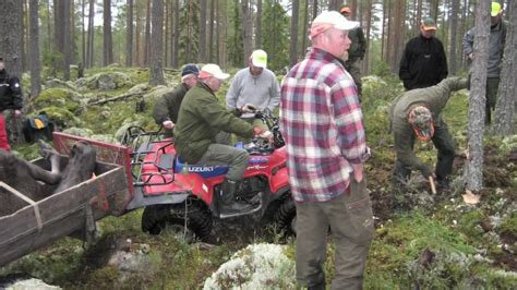 moose hunting week in sweden youtube