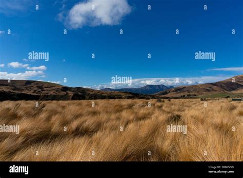 Tussock Grasslands Or Tussock Herbfields Of New Zealand Native