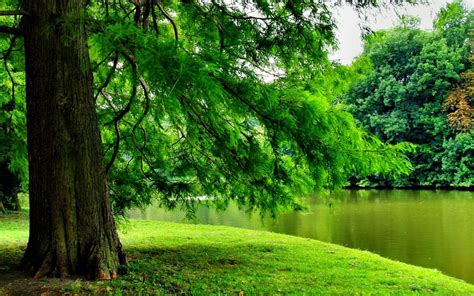 Konsep 20 Nature Green Trees