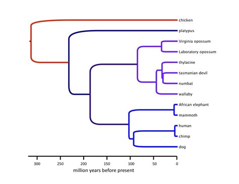 Tiger Phylogenetic Tree
