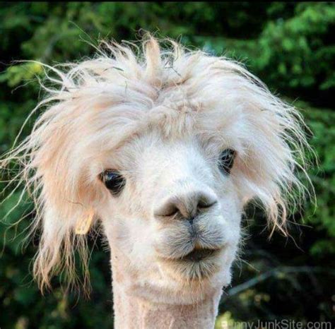 Pin By Tammy Williams Bartelt On Animals Llama Pictures Wild Hair