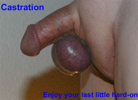 Elastrator Castration