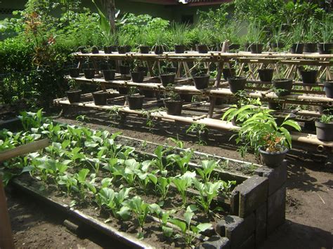 Berkebun Dilahan Sempit Tips Budidaya Sayur Di Lahan Sempit Taman