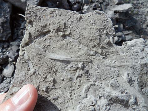 Trace Fossils Life Traces Of The Georgia Coast