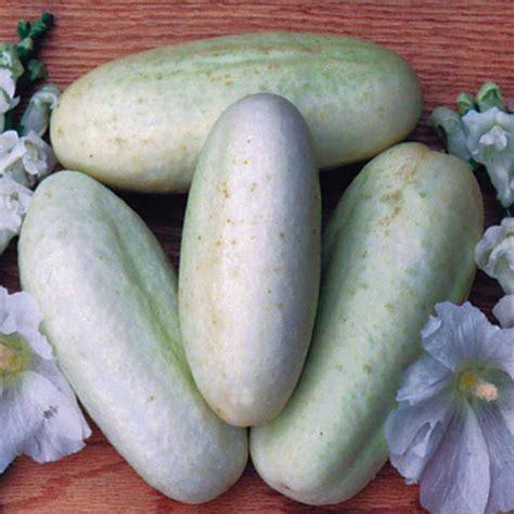 An Excellent Variety Of Cucumber That Produces Creamy White Fruits That