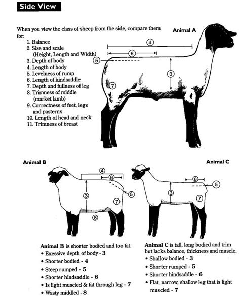 Pin On Livestock Evaluation