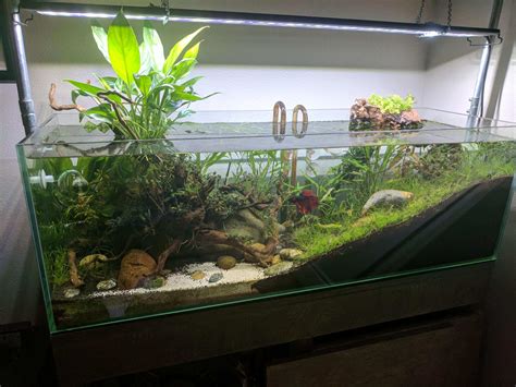 Goldfish Tank Setup Ideas