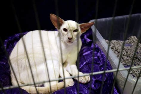 Photos Cats On The Catwalk As Fantastic Felines Bring Their Best In