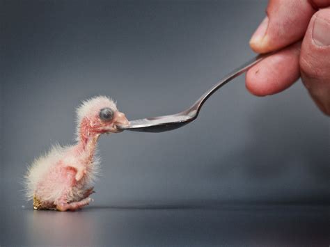 Tiny Newborn Parrot Is Spoon Fed