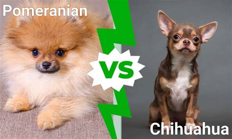 Pomeranian Vs Chihuahua 9 Key Breed Differences